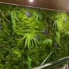 Moss Wall Artificial / Lumut Sintetis